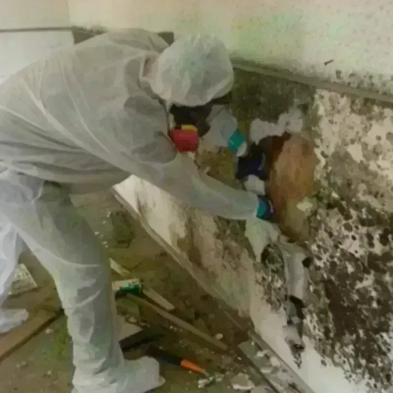 Mold Remediation and Removal in Marshall, MI